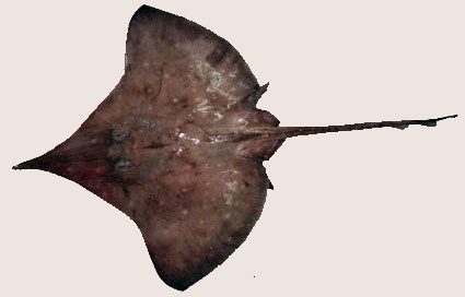 Dipturus oxyrhinchus_013.jpg